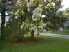 Im000406.jpg (129904 bytes)
